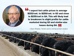 Record-High Cattle Prices, Negative Packer Margins: What Q3 Means for Your Bottom Line