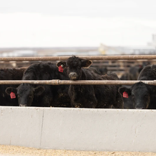 Beef-on-Dairy Calves Bring New Mineral Questions to the Feedlot