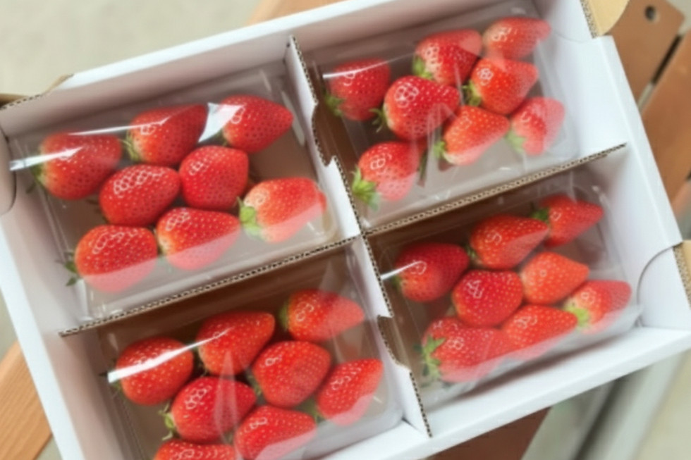 いちご　吉見町　