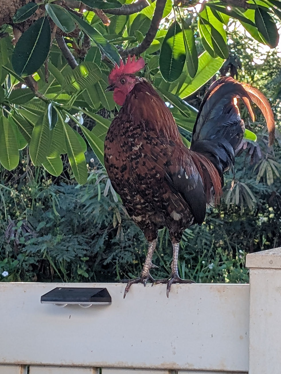 A brown and black rooster standing on a white fence.