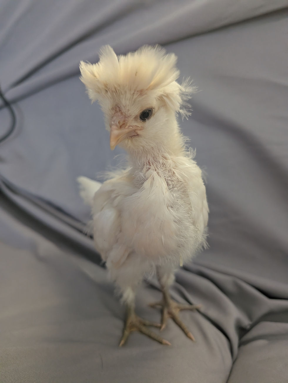Small Goldan Laced Polish chick standing on fabric