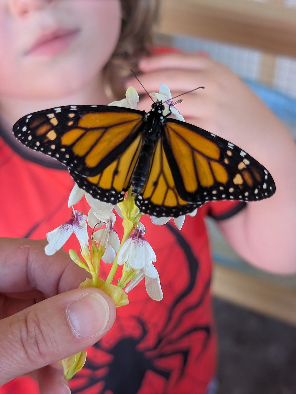 Monarch butterfly resting on white flowers held by a child