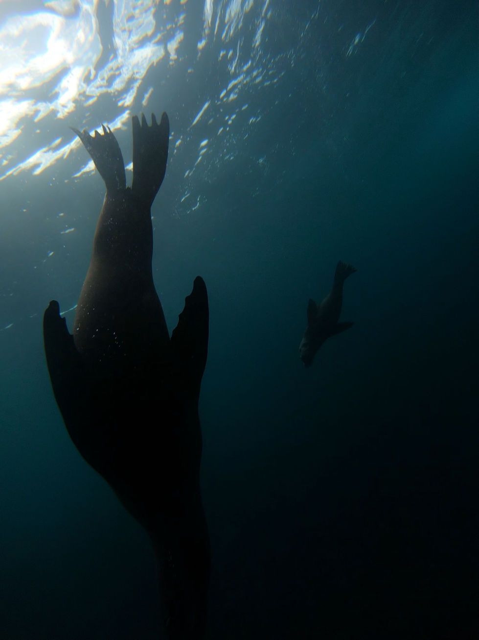 Seal Entourage Low Exposure.jpeg