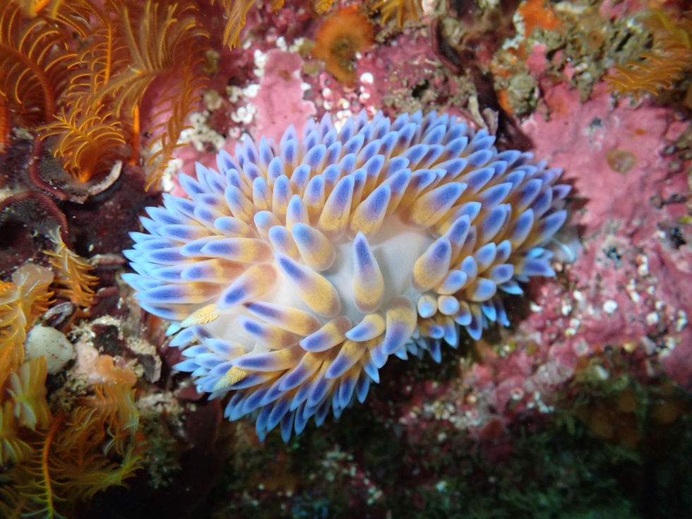 nudibranch.augustus-2.jpg