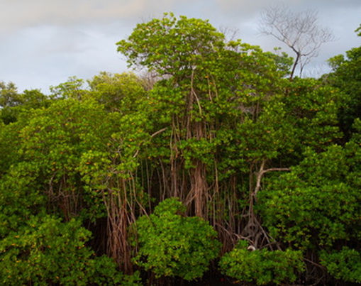 March of the Mangroves - Will Floridians learn to live with the iconic coastal tree? Augustus Hoff