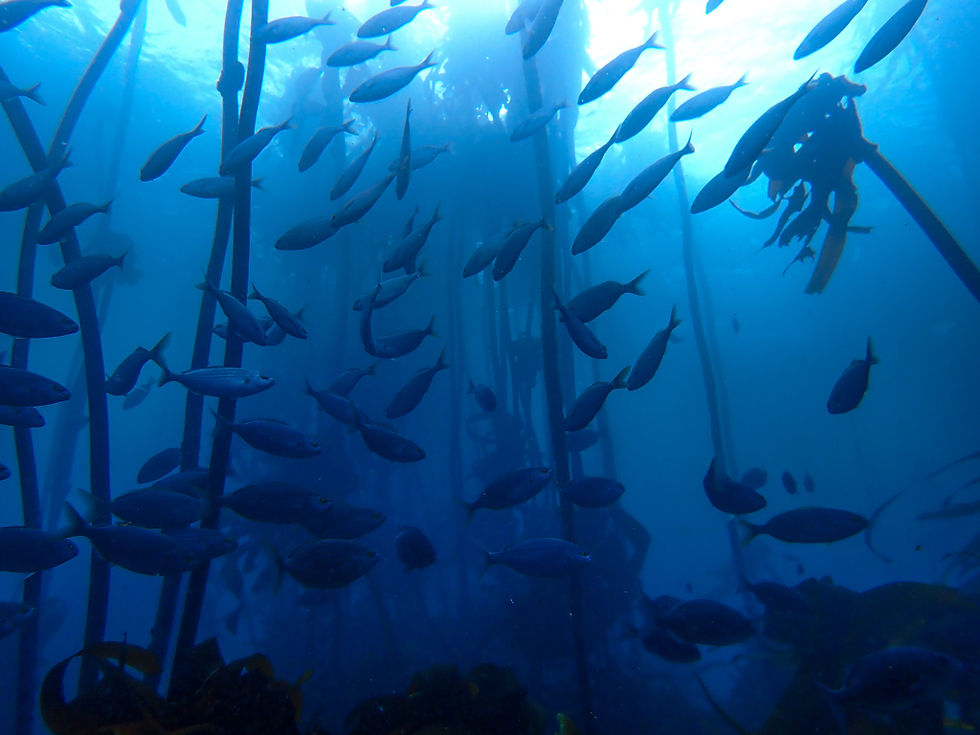 establishingkelp.augustus.hoff.jpg