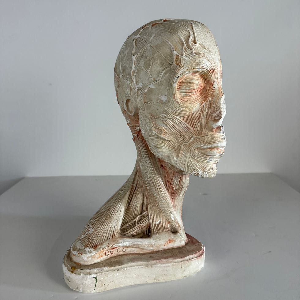 Thumbnail: Cross Section Medical Bust