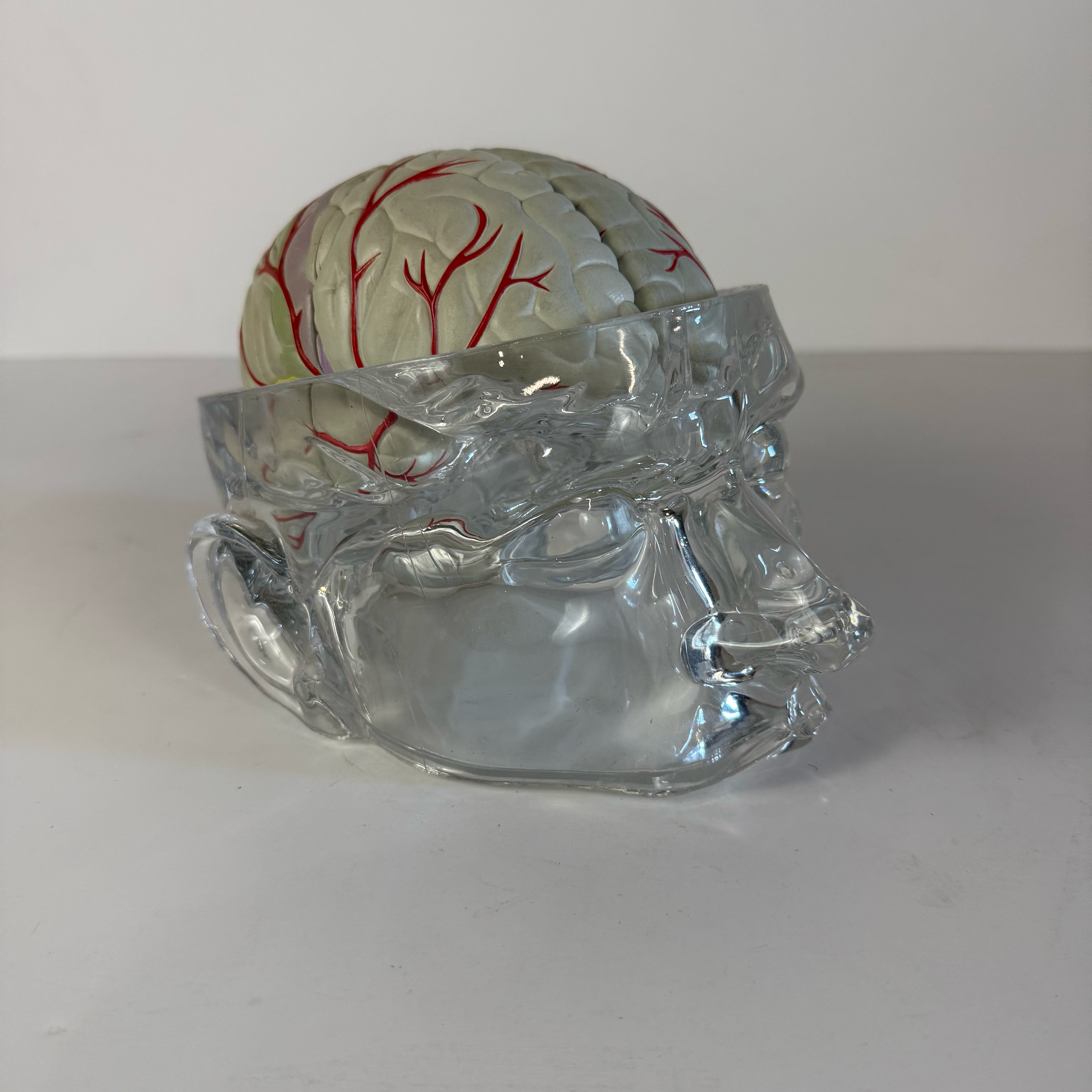 Clear Head Brain Anatomical Model