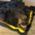 Thumbnail: Bear Skin Rug