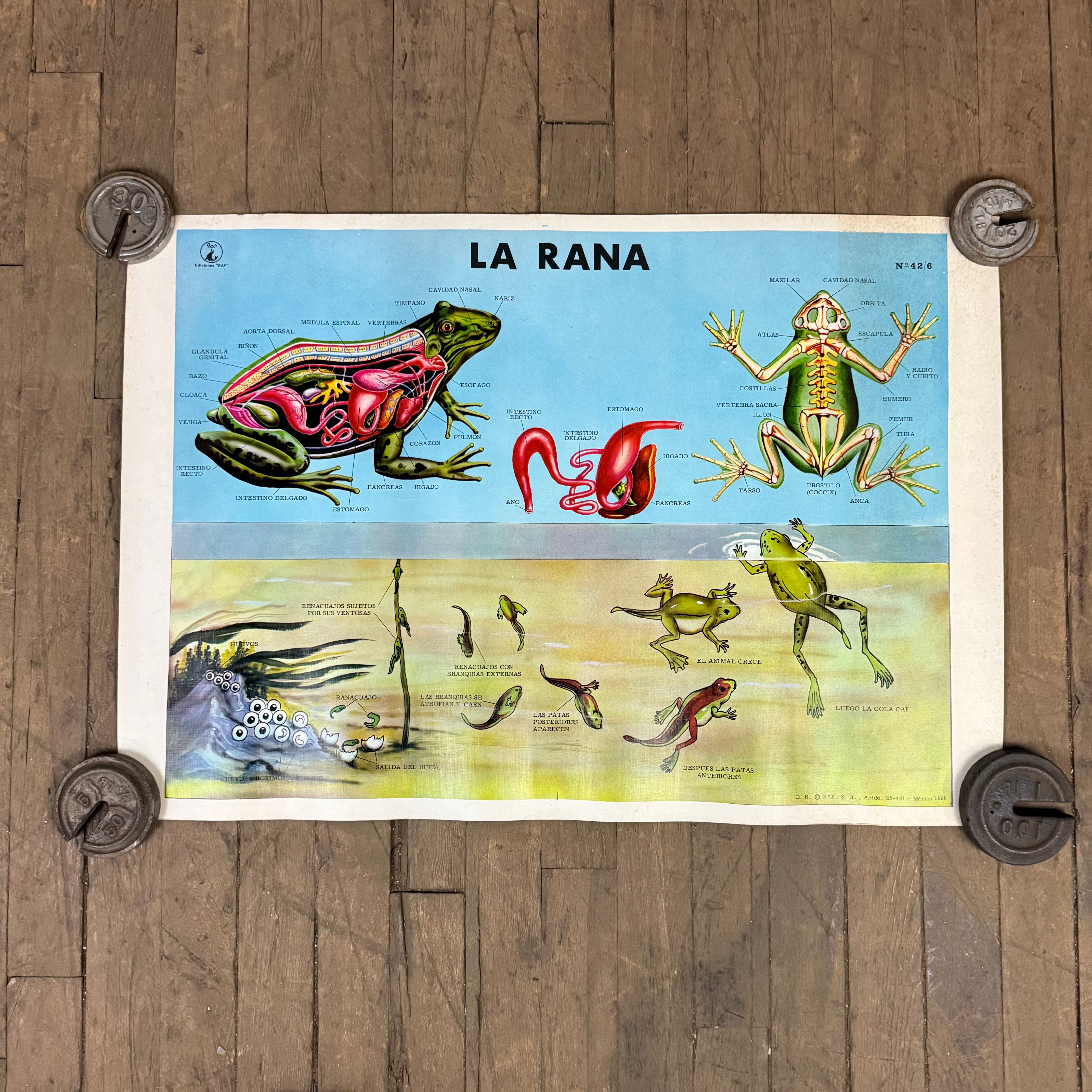 La Rana (Frog) Poster