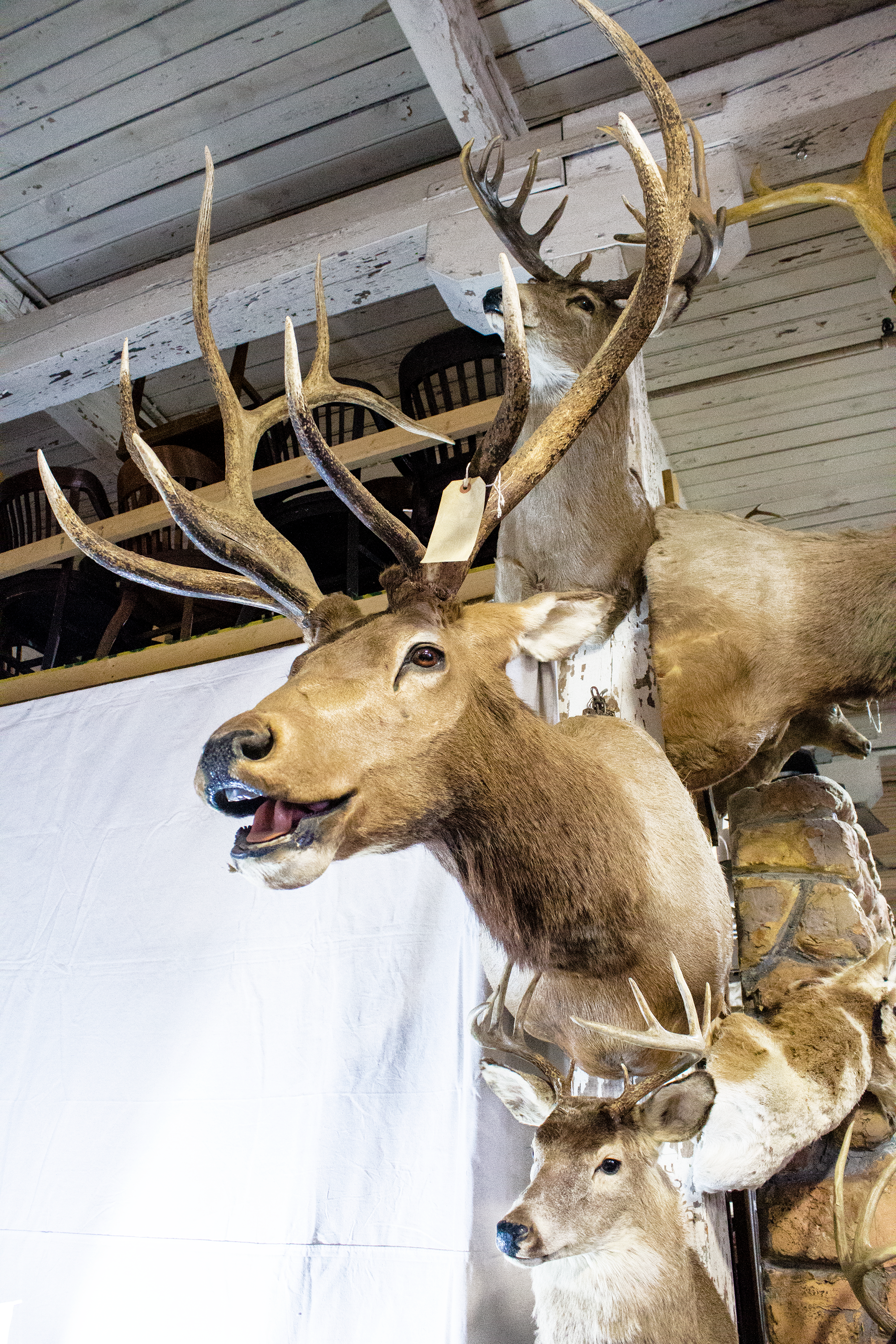 Taxidermy Elk