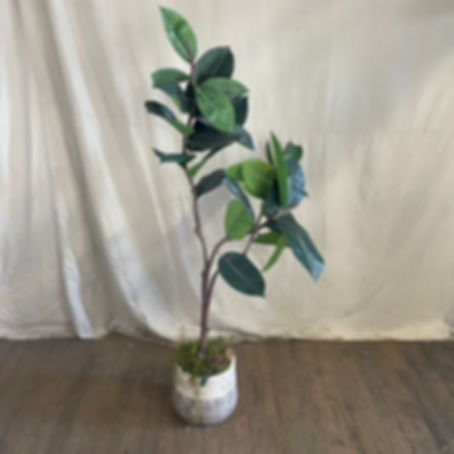 Big Leaf Potted Tree