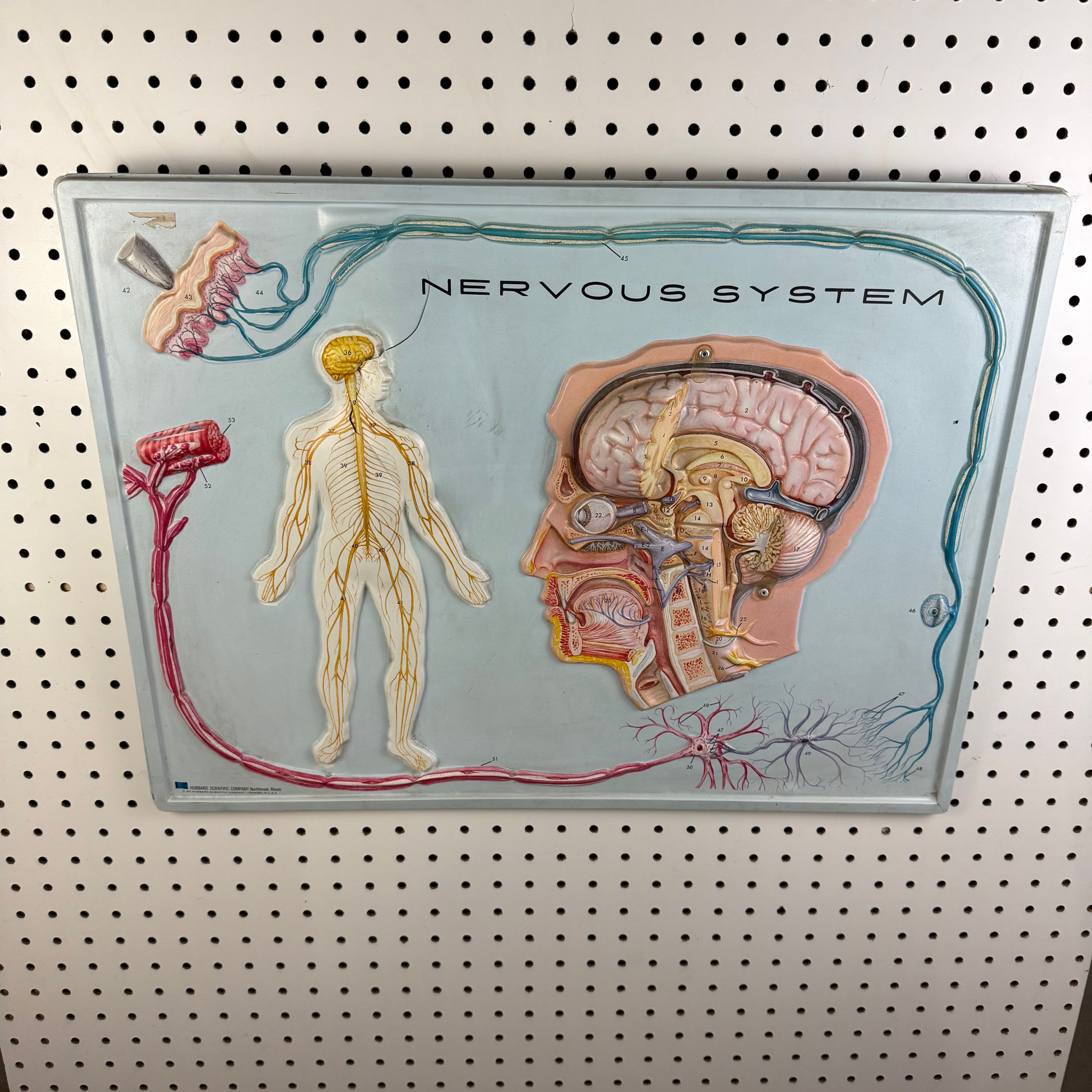 Nervous System Diorama 3D Wall Hanging