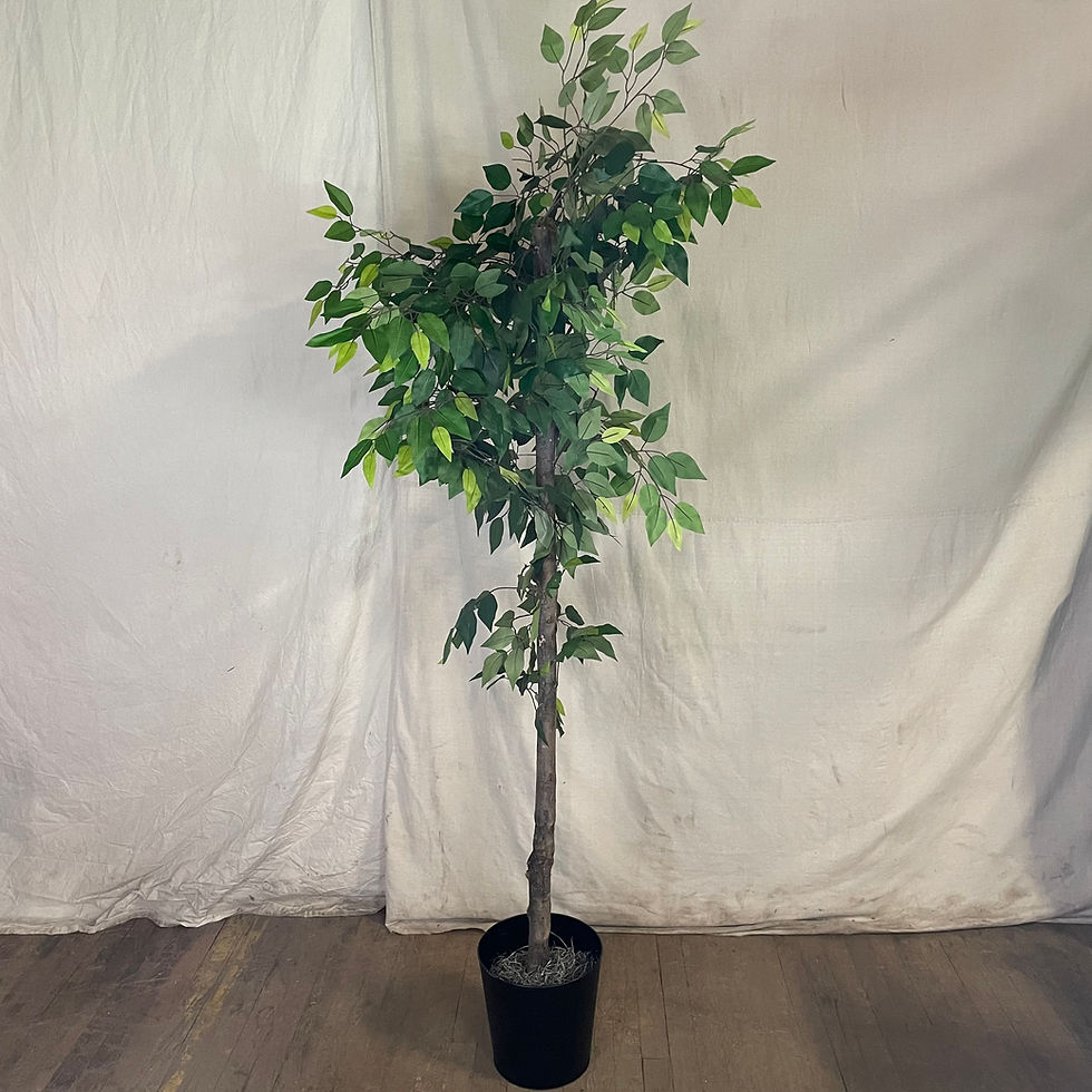 Ficus Tree in Black Pot