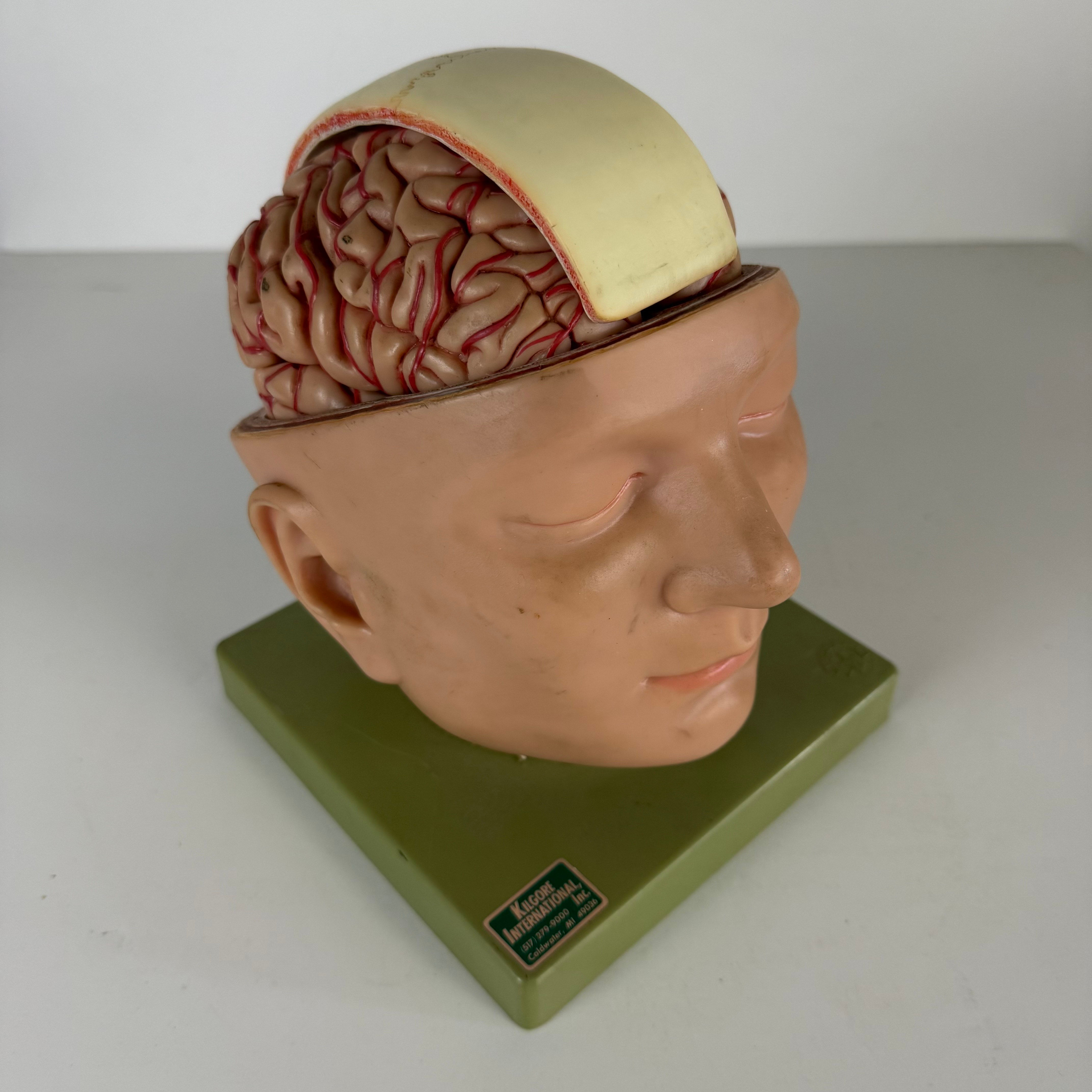Head & Brain Interactive Anatomical Model