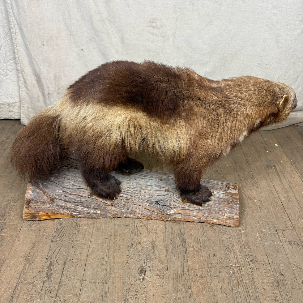 Thumbnail: Taxidermy Wolverine