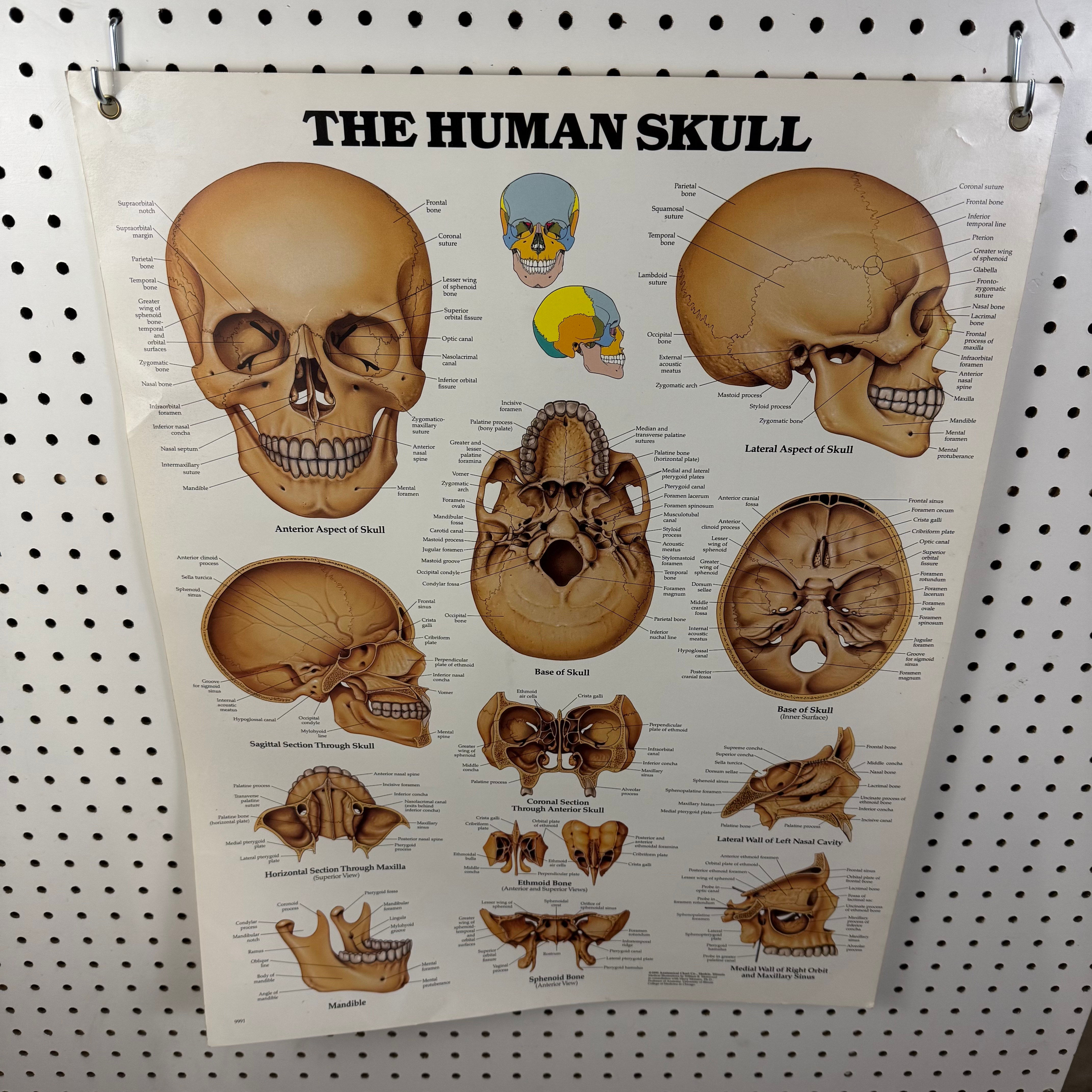 The Human Skull Poster