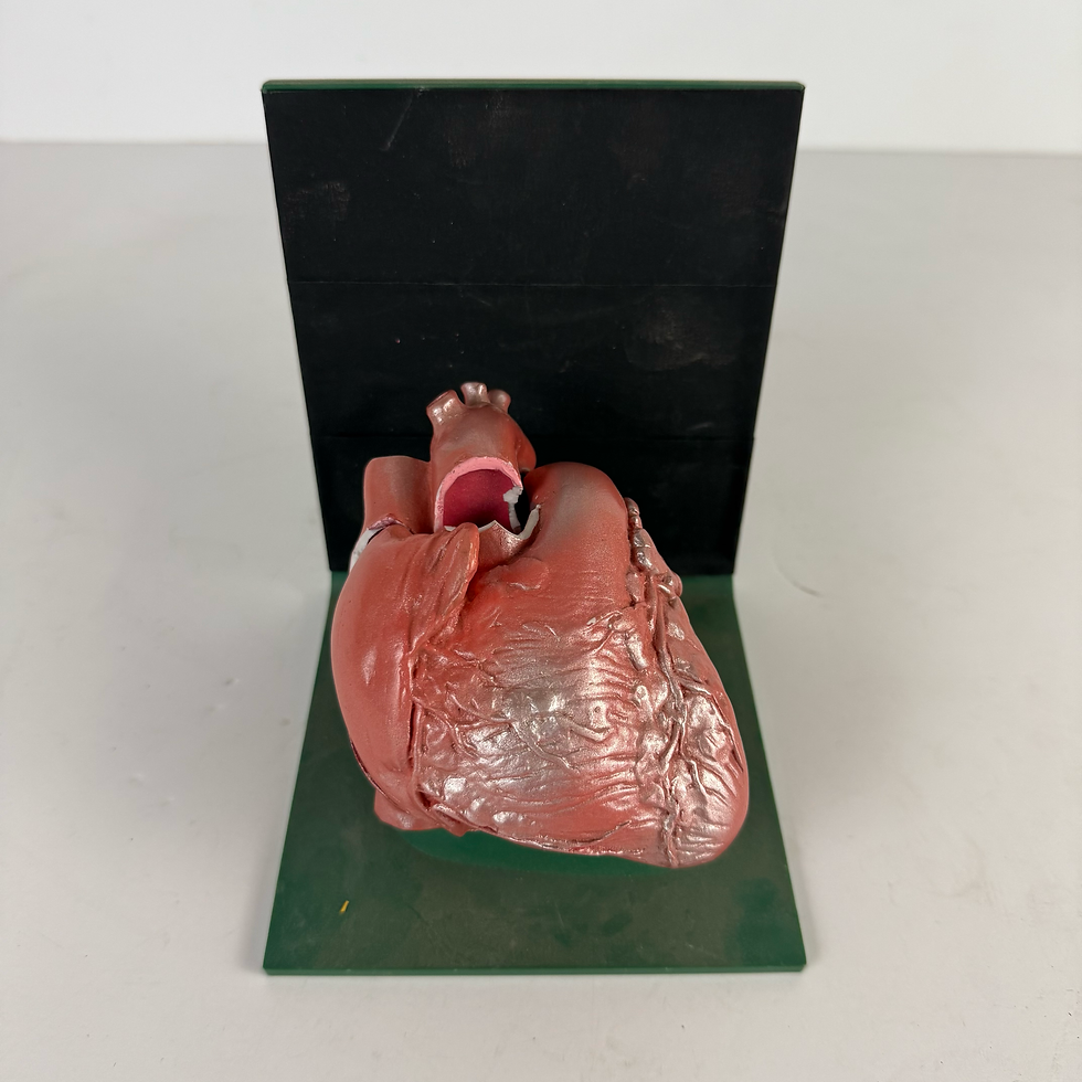 Thumbnail: Heart Model on Stand