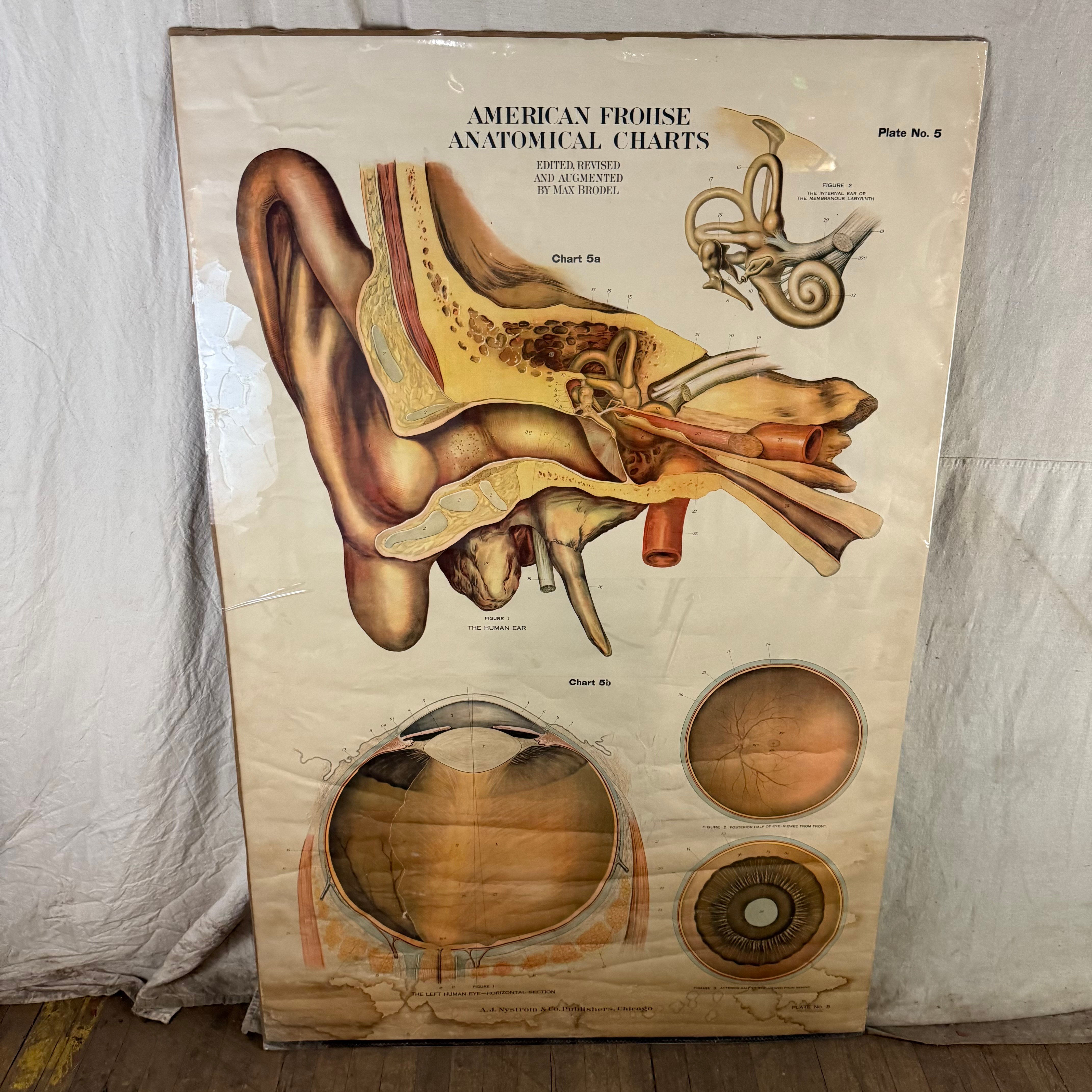 Eye & Ear Anatomy Poster