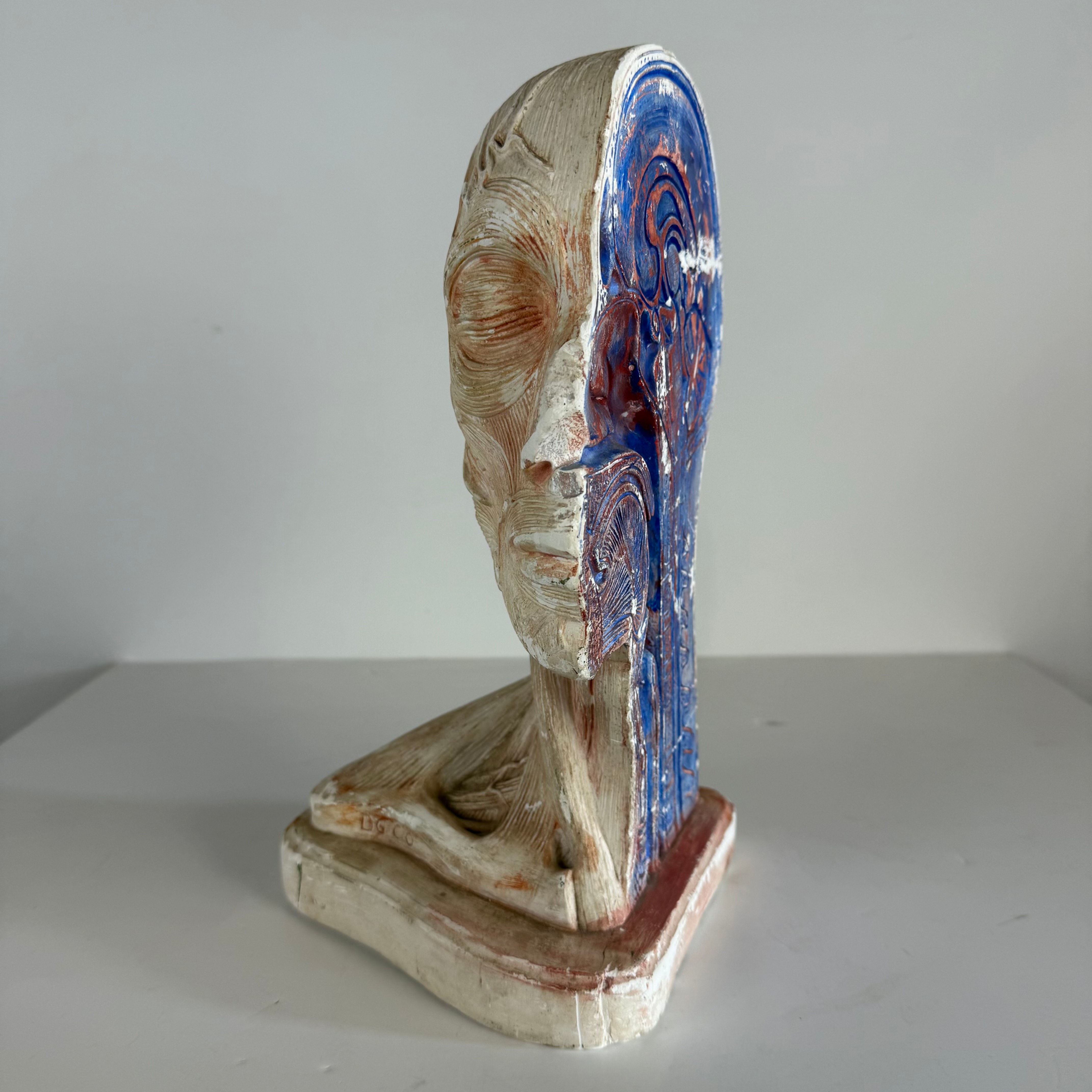 Cross Section Medical Bust