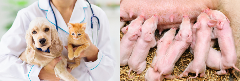 Distributor of pets and livestock farming products