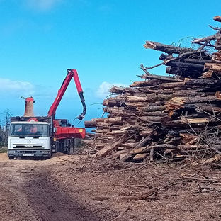 El Cabildo amplía la distribución gratuita de astilla forestal procedente de la restauración del incendio 2023
