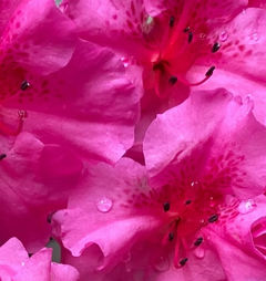 Vibrant pink azalea blossoms with water droplets