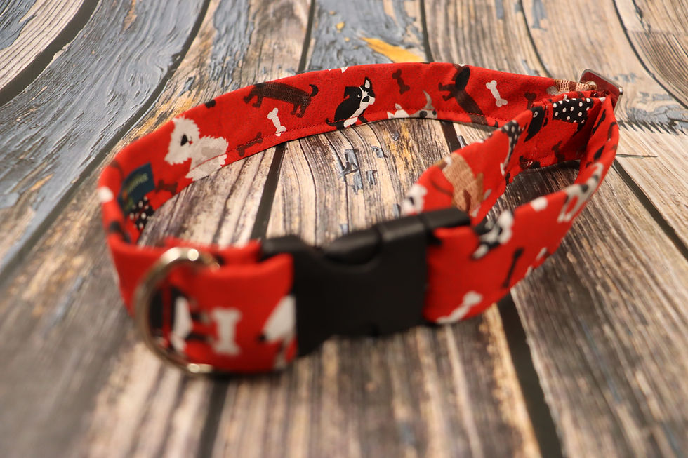 Thumbnail: Doggie Days Dog Collar & Leash