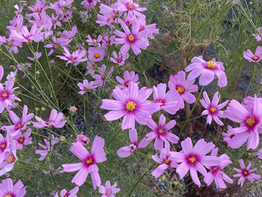 #ご近所周りと墓参り