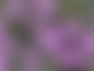 #ご近所周りと墓参り