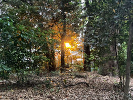 #口に運んだ小エビの数