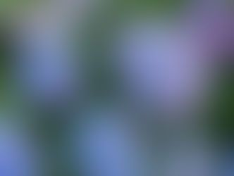 #紫陽花はもう咲いている