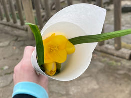 #フリージアの花言葉
