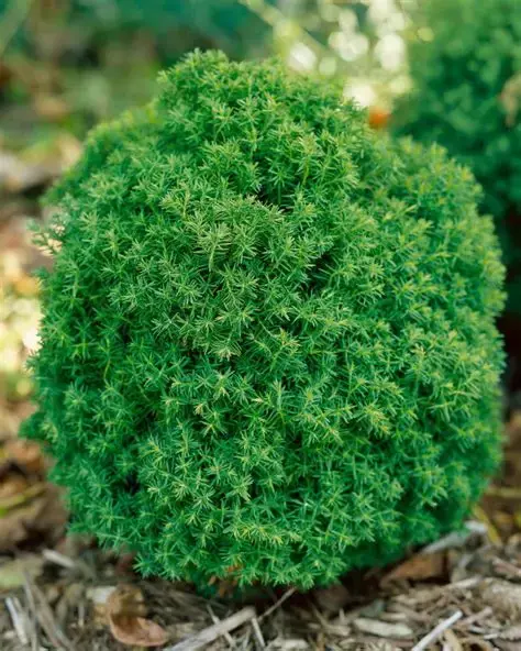 Arborvitae "Teddy" Thuja