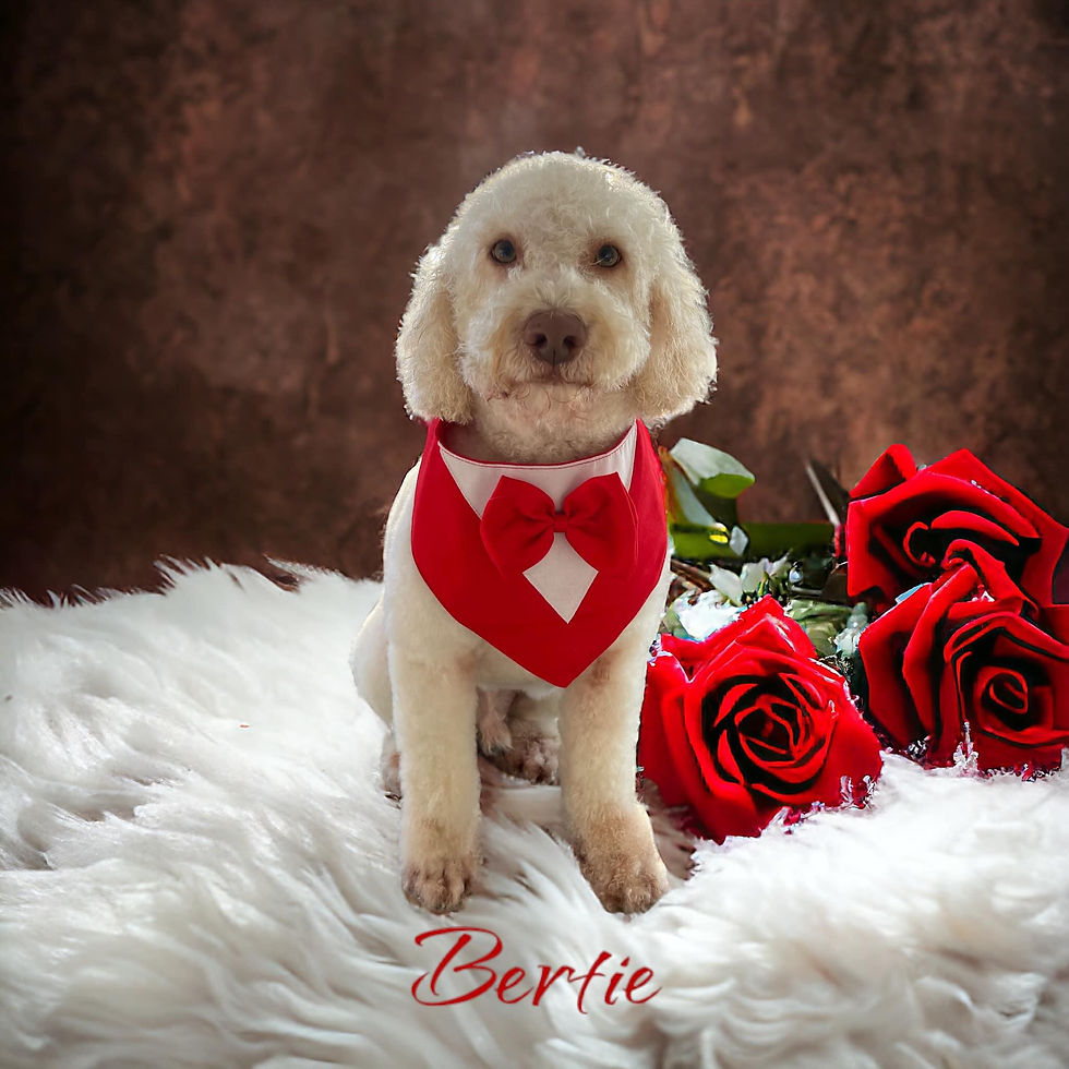 Thumbnail: A few of our grooms 🐾