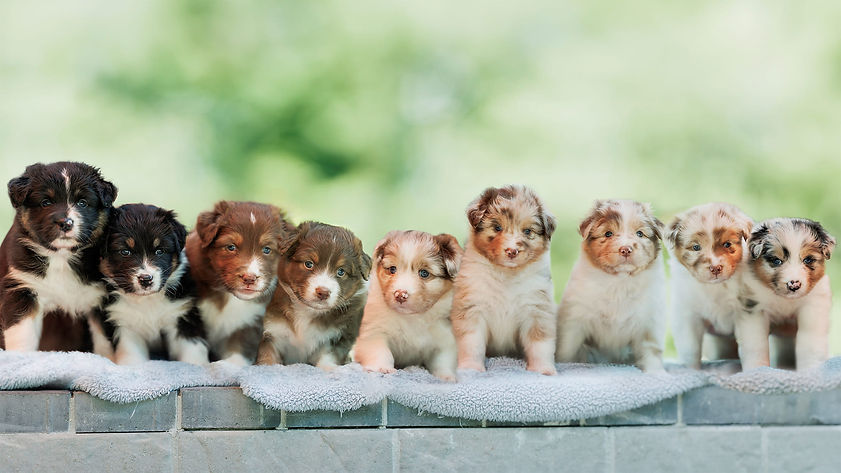 puppies.jpg