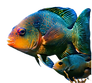 Erciaro_fish_tropical_7f4cf3e9-eba3-4490-9de5-ed7012128667-removebg-preview 1.png