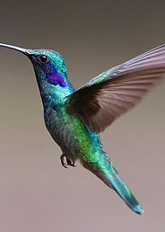 hummingbird-2139279_640.jpg