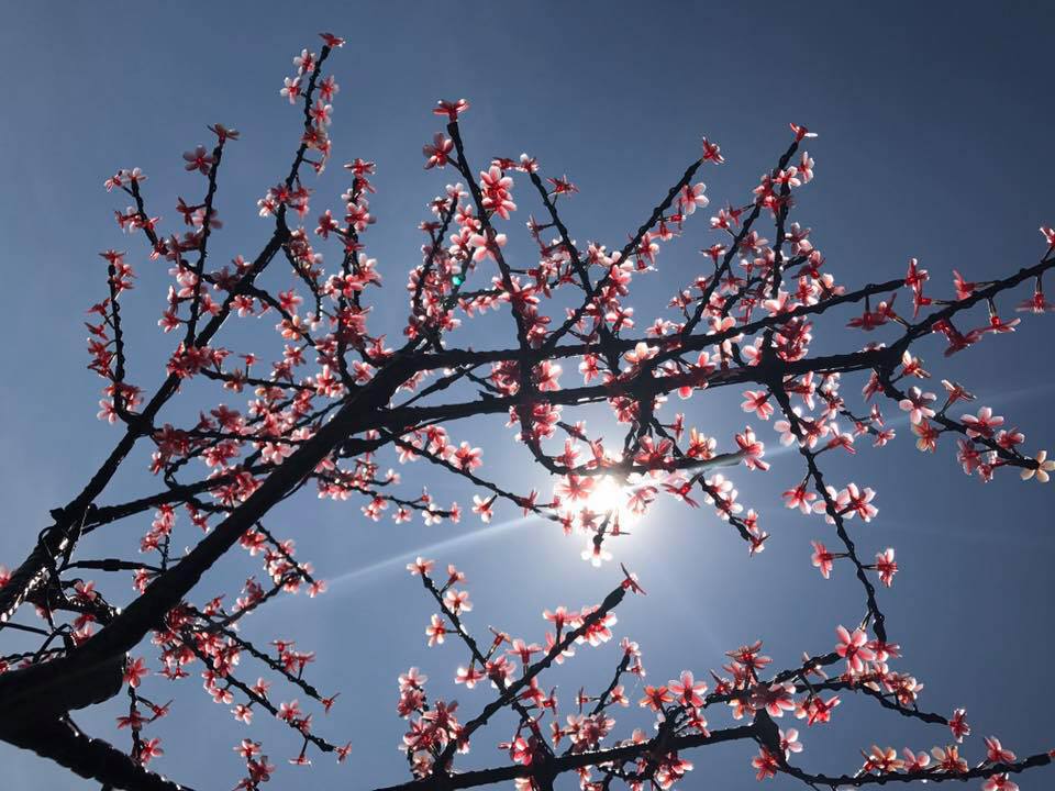 Branching Beauty.Soulshots n Skypics series by Cynthia Litman