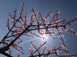 Branching Beauty.Soulshots n Skypics series by Cynthia Litman