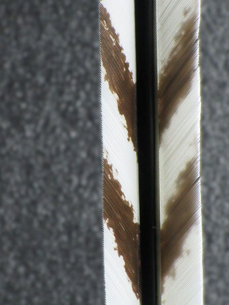 Thumbnail: Jura-Ya 2015 Kinteki Arrows – Hand Painted Turkey Feathers –  Purple Binding