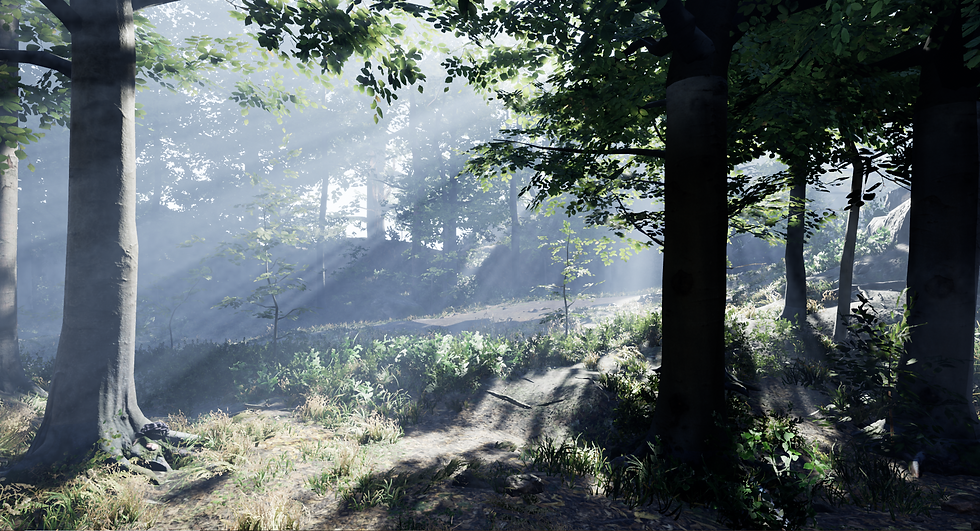 Forest (Environment)