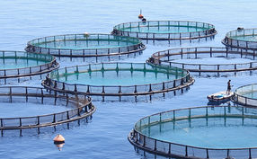 Una provincia argentina prohíbe la cría de salmón por razones ambientales