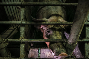 Piden al Banco Mundial no financiar las granjas industriales más grandes del Ecuador