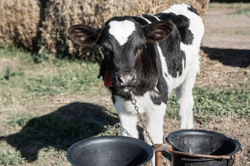 What is animal cruelty and what are its main types?