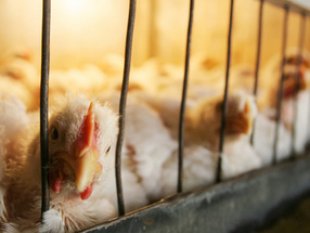 European Parliament votes overwhelmingly in favor of banning caged farming