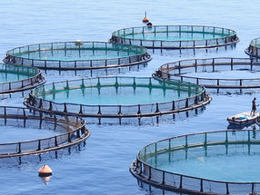 Argentinian province bans salmon farming due to environmental concerns