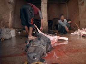 Actress Richa Chadda narrates video exposing cruelty against buffalo calves in India