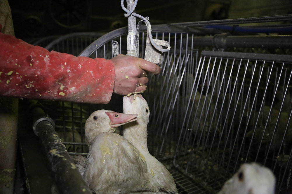 What is foie gras, why is it cruel, and where is it banned?
