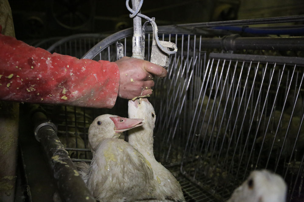 What is foie gras, why is it cruel, and where is it banned?